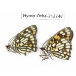 Sephisa princeps ssp. China, Sichuan, Yajiang county. 2M. Nymp-Othe-212748.
