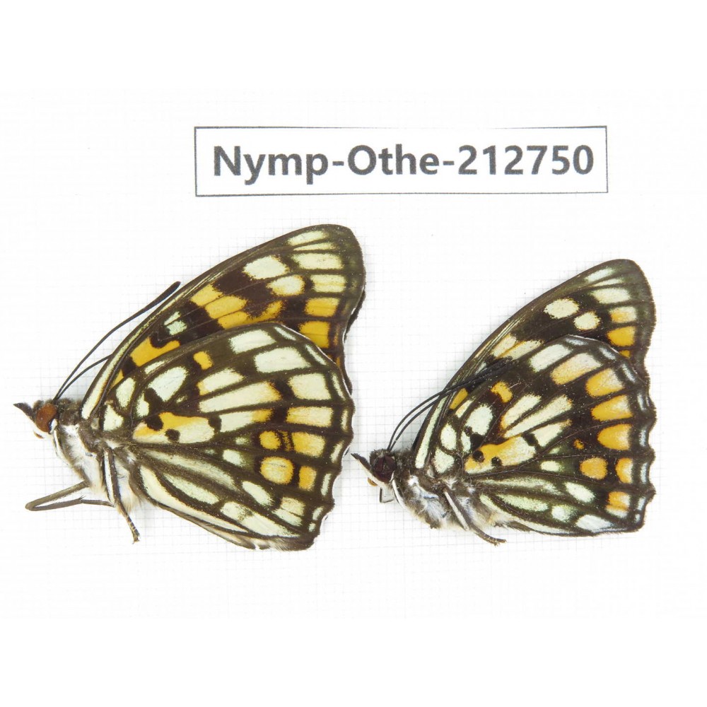 Sephisa princeps ssp. China, Sichuan, Yajiang county. 2M. Nymp-Othe-212750.