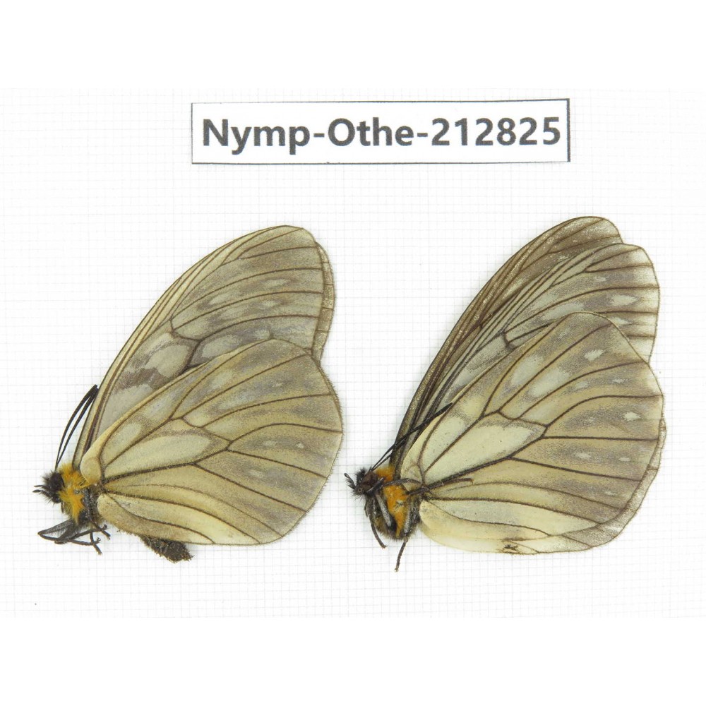 Nymphalidae sp. China, Sichuan, Yajiang county. 2M. Nymp-Othe-212825.