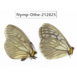 Nymphalidae sp. China, Sichuan, Yajiang county. 2M. Nymp-Othe-212825.