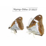 Parasarpa albomaculata. China, Sichuan, Yajiang county. 2M. Nymp-Othe-213027.