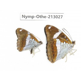 Parasarpa albomaculata. China, Sichuan, Yajiang county. 2M. Nymp-Othe-213027.