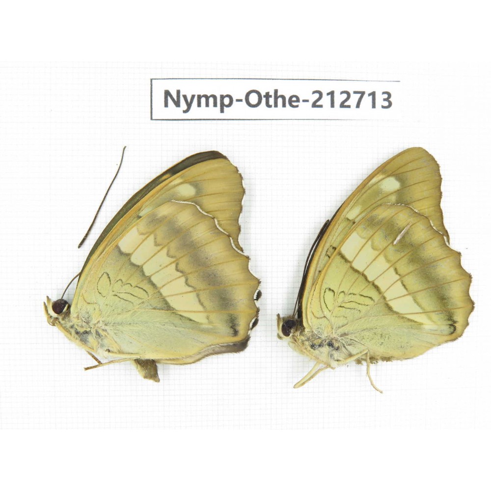 Euthalia thibetana. China, Sichuan, Yajiang county. 2M. Nymp-Othe-212713.