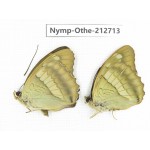 Euthalia thibetana. China, Sichuan, Yajiang county. 2M. Nymp-Othe-212713.