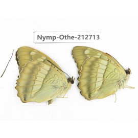Euthalia thibetana. China, Sichuan, Yajiang county. 2M. Nymp-Othe-212713.