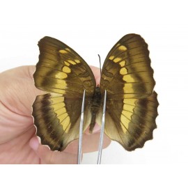 Euthalia thibetana. China, Sichuan, Yajiang county. 2M. Nymp-Othe-212713.