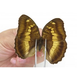 Euthalia thibetana. China, Sichuan, Yajiang county. 2M. Nymp-Othe-212713.