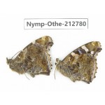 Vanessa indica ssp. China, Sichuan, Yajiang county. 2M. Nymp-Othe-212780.