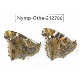 Vanessa indica ssp. China, Sichuan, Yajiang county. 2M. Nymp-Othe-212780.
