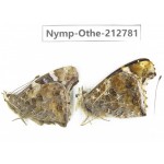 Vanessa indica ssp. China, Sichuan, Yajiang county. 2M. Nymp-Othe-212781.