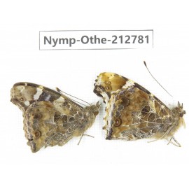 Vanessa indica ssp. China, Sichuan, Yajiang county. 2M. Nymp-Othe-212781.