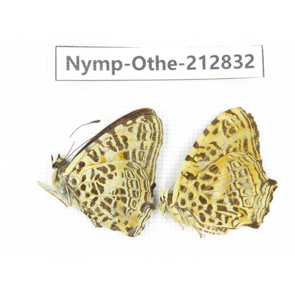 Symbrenthia sinica. China, Sichuan, Yajiang county. 2M. Nymp-Othe-212832.