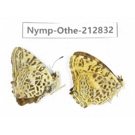 Symbrenthia sinica. China, Sichuan, Yajiang county. 2M. Nymp-Othe-212832.