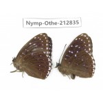 Stibochiona nicea ssp. China, Sichuan, Yajiang county. 2M. Nymp-Othe-212835.