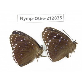 Stibochiona nicea ssp. China, Sichuan, Yajiang county. 2M. Nymp-Othe-212835.