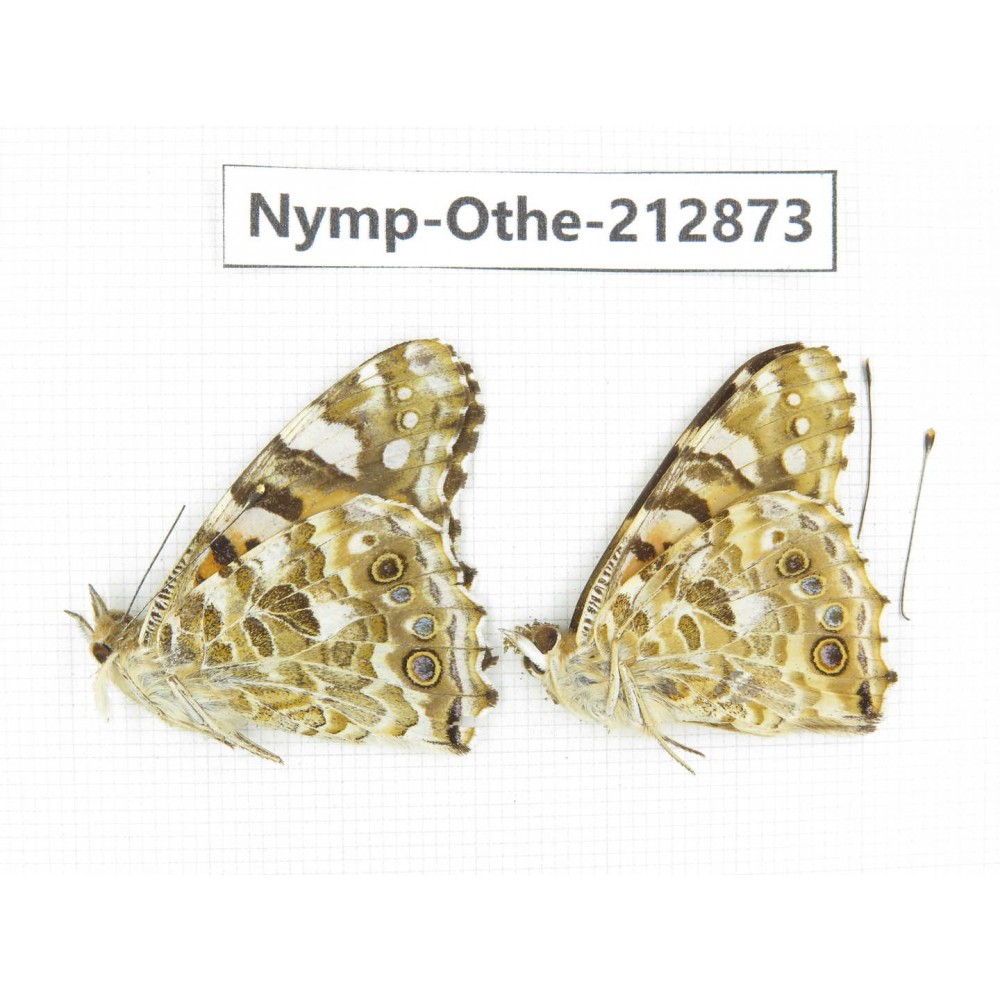 Vanessa cardui ssp. China, Sichuan, Yajiang county. 2M. Nymp-Othe-212873.