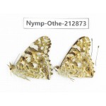 Vanessa cardui ssp. China, Sichuan, Yajiang county. 2M. Nymp-Othe-212873.