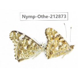 Vanessa cardui ssp. China, Sichuan, Yajiang county. 2M. Nymp-Othe-212873.
