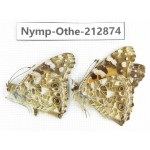 Vanessa cardui ssp. China, Sichuan, Yajiang county. 2M. Nymp-Othe-212874.