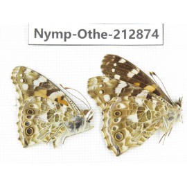 Vanessa cardui ssp. China, Sichuan, Yajiang county. 2M. Nymp-Othe-212874.