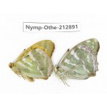 Argynnis paphia. China, Sichuan, Yajiang county. 2M. Nymp-Othe-212891.