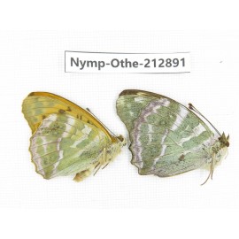 Argynnis paphia. China, Sichuan, Yajiang county. 2M. Nymp-Othe-212891.
