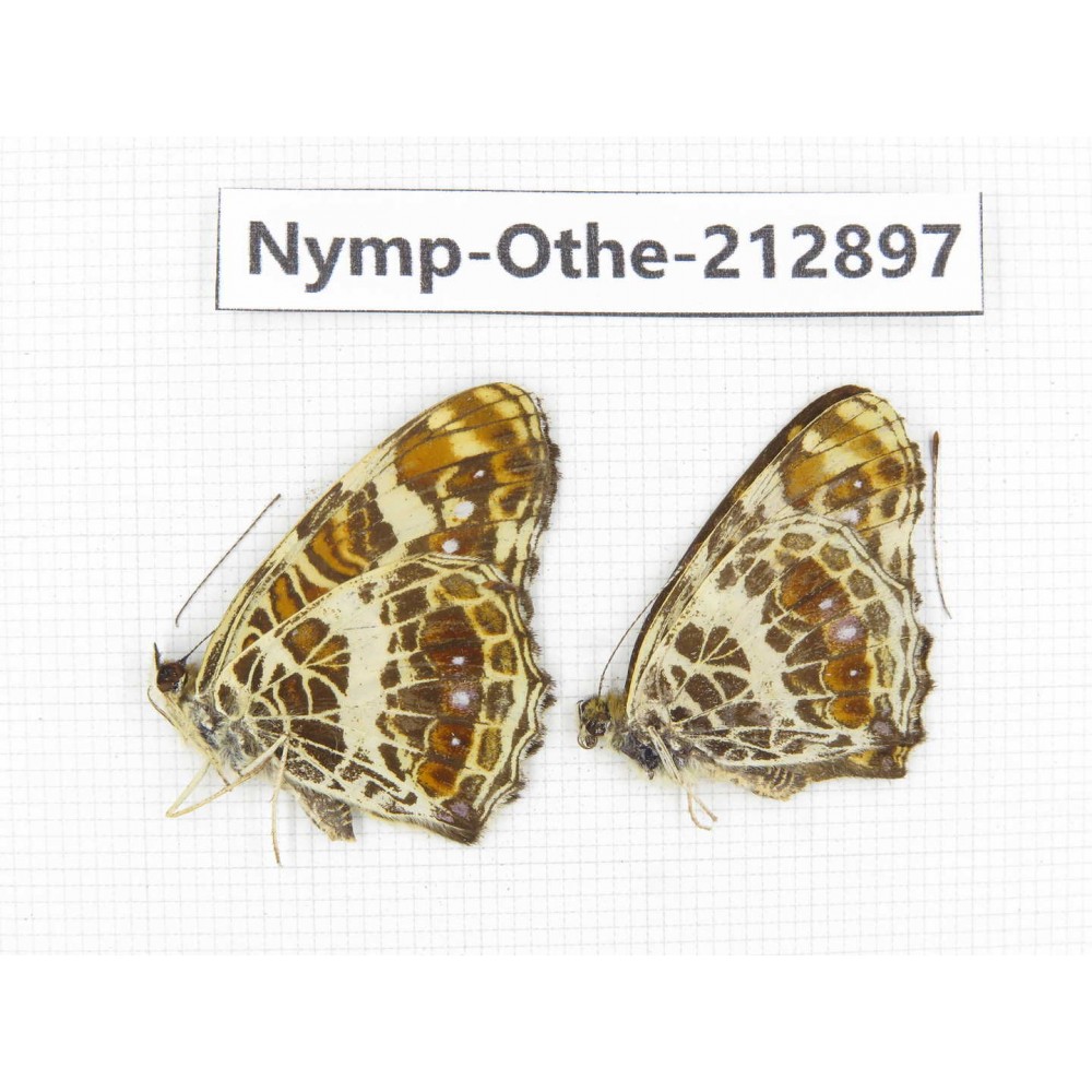 Araschnia doris ssp. China, Sichuan, Yajiang county. 2M. Nymp-Othe-212897.