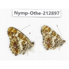 Araschnia doris ssp. China, Sichuan, Yajiang county. 2M. Nymp-Othe-212897.