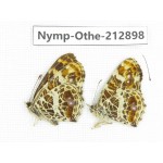 Araschnia doris ssp. China, Sichuan, Yajiang county. 2M. Nymp-Othe-212898.