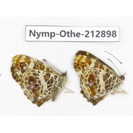Araschnia doris ssp. China, Sichuan, Yajiang county. 2M. Nymp-Othe-212898.