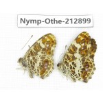 Araschnia doris ssp. China, Sichuan, Yajiang county. 2M. Nymp-Othe-212899.