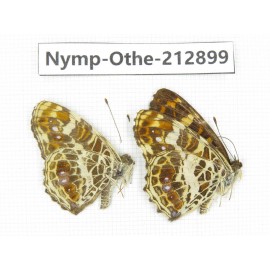 Araschnia doris ssp. China, Sichuan, Yajiang county. 2M. Nymp-Othe-212899.