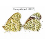 Argyreus hyperbius ssp. China, Sichuan, Yajiang county. 2M. Nymp-Othe-212997.
