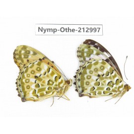 Argyreus hyperbius ssp. China, Sichuan, Yajiang county. 2M. Nymp-Othe-212997.