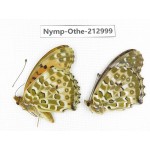 Argyreus hyperbius ssp. China, Sichuan, Yajiang county. 2M. Nymp-Othe-212999.
