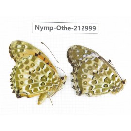 Argyreus hyperbius ssp. China, Sichuan, Yajiang county. 2M. Nymp-Othe-212999.