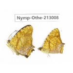 Symbrenthia liaea. China, Sichuan, Yajiang county. 2M. Nymp-Othe-213008.