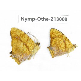 Symbrenthia liaea. China, Sichuan, Yajiang county. 2M. Nymp-Othe-213008.