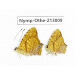 Symbrenthia liaea. China, Sichuan, Yajiang county. 2M. Nymp-Othe-213009.