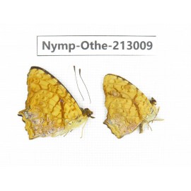Symbrenthia liaea. China, Sichuan, Yajiang county. 2M. Nymp-Othe-213009.