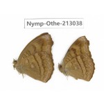 Pseudergolis wedah. China, Sichuan, Yajiang county. 2M. Nymp-Othe-213038.