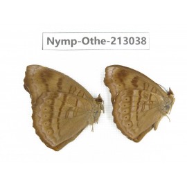 Pseudergolis wedah. China, Sichuan, Yajiang county. 2M. Nymp-Othe-213038.