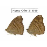 Pseudergolis wedah. China, Sichuan, Yajiang county. 2M. Nymp-Othe-213039.