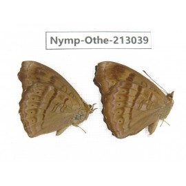 Pseudergolis wedah. China, Sichuan, Yajiang county. 2M. Nymp-Othe-213039.