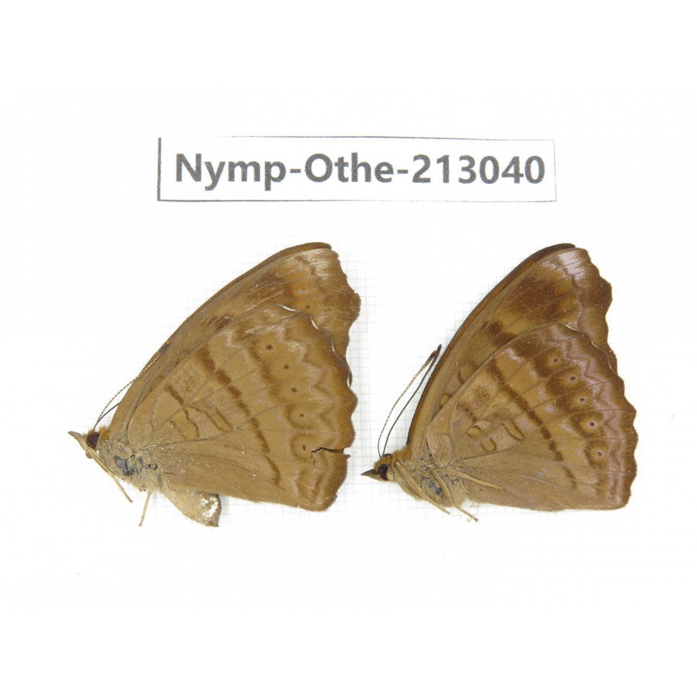 Pseudergolis wedah. China, Sichuan, Yajiang county. 2M. Nymp-Othe-213040.