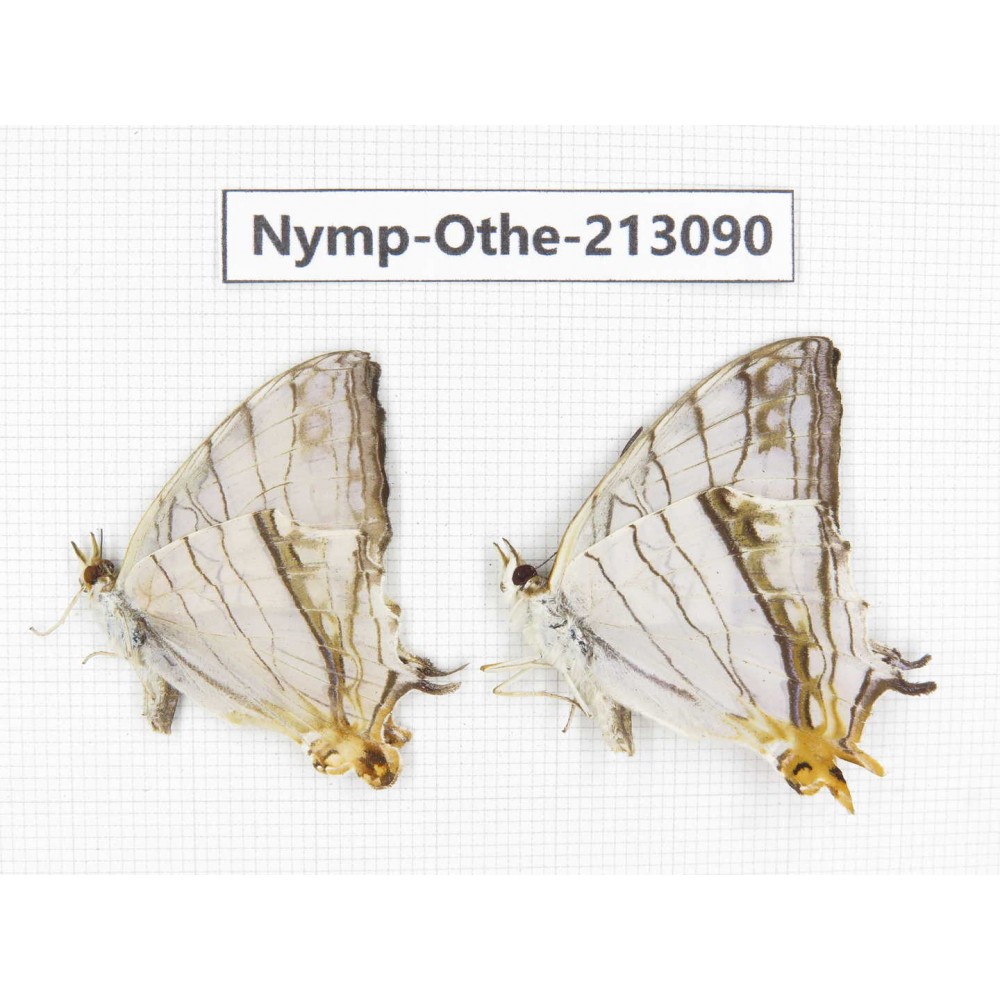 Cyrestis thyodamas ssp. China, Sichuan, Yajiang county. 2M. Nymp-Othe-213090.