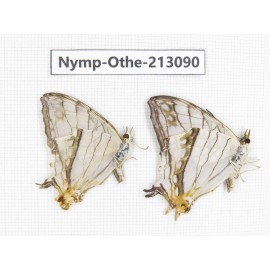 Cyrestis thyodamas ssp. China, Sichuan, Yajiang county. 2M. Nymp-Othe-213090.