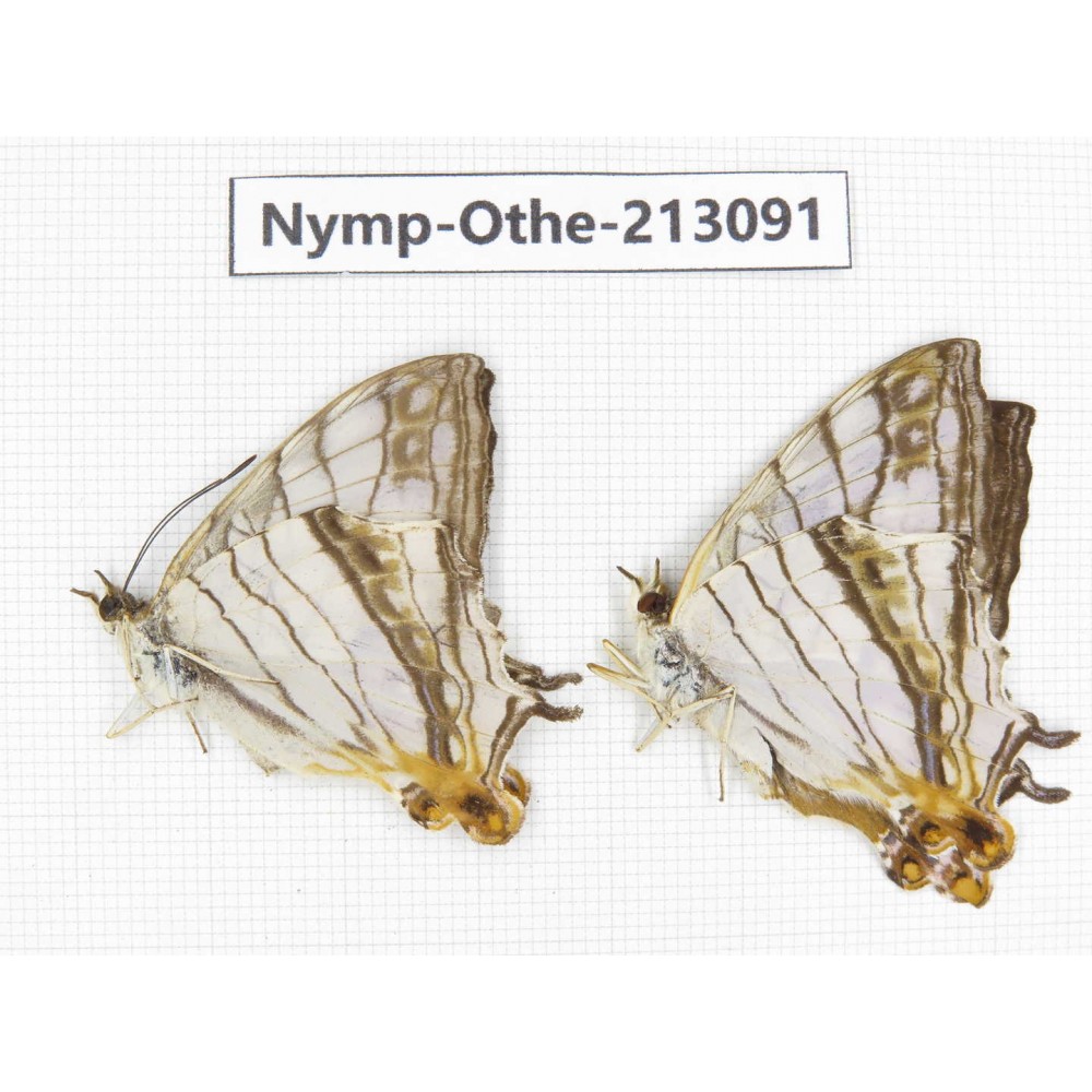 Cyrestis thyodamas ssp. China, Sichuan, Yajiang county. 2M. Nymp-Othe-213091.