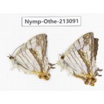 Cyrestis thyodamas ssp. China, Sichuan, Yajiang county. 2M. Nymp-Othe-213091.