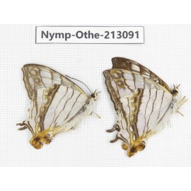 Cyrestis thyodamas ssp. China, Sichuan, Yajiang county. 2M. Nymp-Othe-213091.